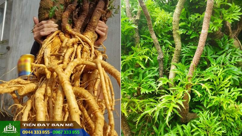 Cây đinh lăng nếp lá nhỏ là loại dược liệu quý