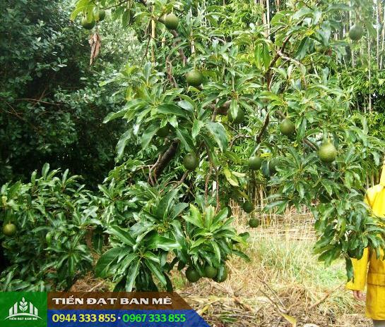 trong_cay_bo_reed_nhanh_thu_hoach Cây bơ Reed - Lớn nhanh, thu hoạch sớm