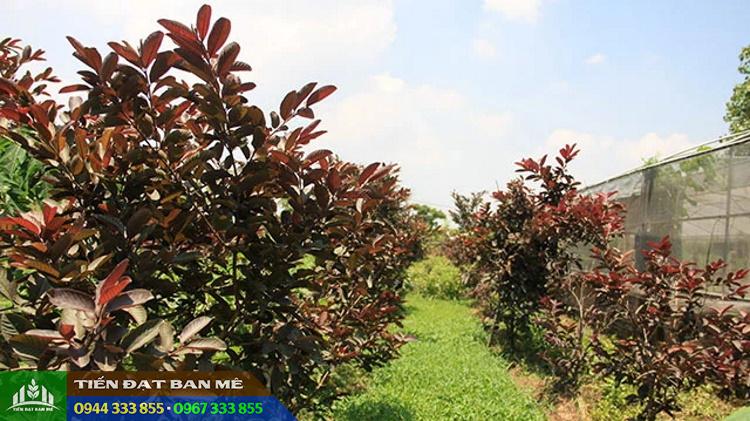 trong_cay_oi_tim_lam_canh_hoac_lam_kinh_te Kỹ thuật trồng và chăm sóc giống ổi tím Mã Lai