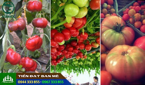 Cây cà chua bạch tuộc (Cà chua thân gỗ leo giàn)