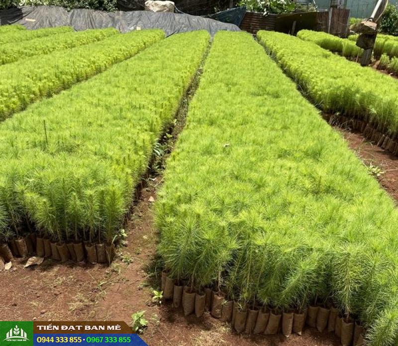 cay_giong_thong_ba_la Địa chỉ cung cấp cây giống thông ba lá