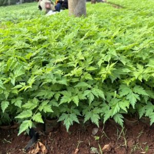 Mua cây giống xoan ta (xoan trắng) ở đâu đảm bảo
