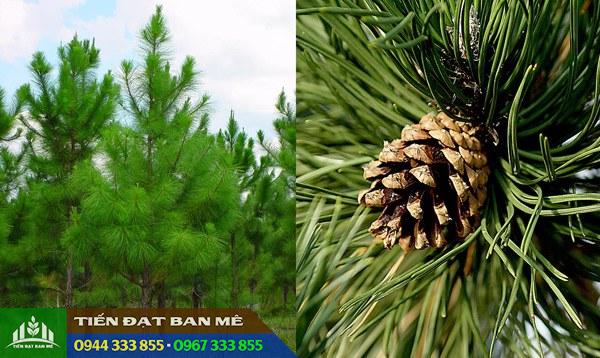 cay_thong_ba_la Đặc điểm cây thông ba lá