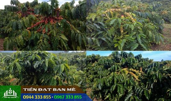 giong_ca_phe_Truong_Son_TS1_TS2_TS5 Giống cà phê Trường Sơn (TS1, TS2, TS5)