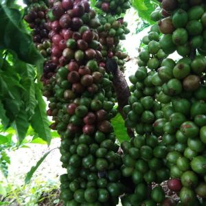 Giống cà phê Thiện Trường