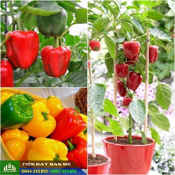 giong_ot_chuong_ot_ngot_da_lat Giống ớt chuông (ớt ngọt Đà Lạt)