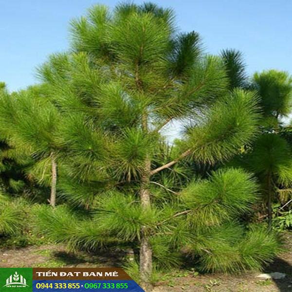 giong_thong_ba_la_da_lat Giống thông ba lá Đà Lạt