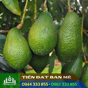 Hình ảnh giống bơ Pinkerton