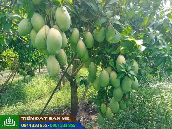 cay_xoai_dai_loan_da_xanh Cây giống xoài Đài Loan da xanh