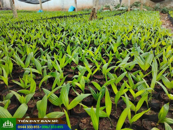 cung_cap_cay_cau_giong