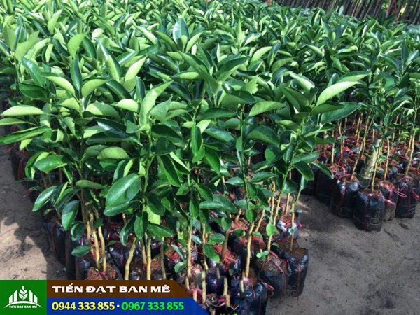 Cung cấp cây giống cam (Cam sành, cam xoàn, cam vinh, cam cara)