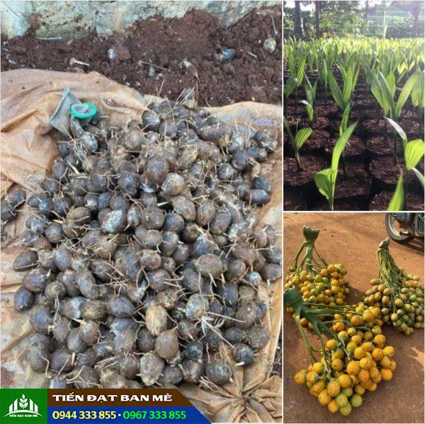 Cung cấp cây giống cau mầm, cau quả, cau giống ươm bầu