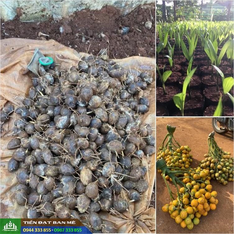 cung_cap_cay_giong_cau_mam_cau_qua_cau_uom_bau Cung cấp cây giống cau mầm, cau quả, cau giống ươm bầu