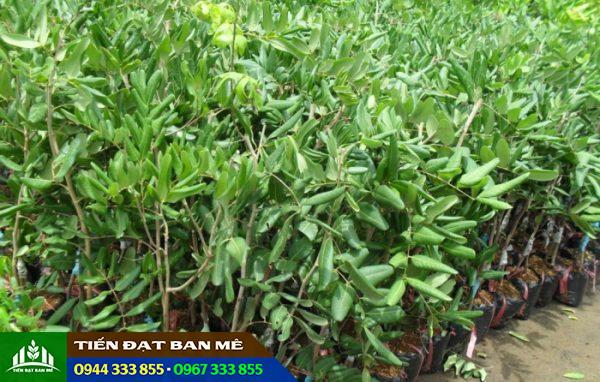 Địa chỉ cung cấp giống nhãn thái và các giống cây trồng khác