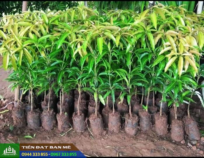 cung_cap_cay_giong_xoai_ghep Cung cấp cây giống xoài ghép