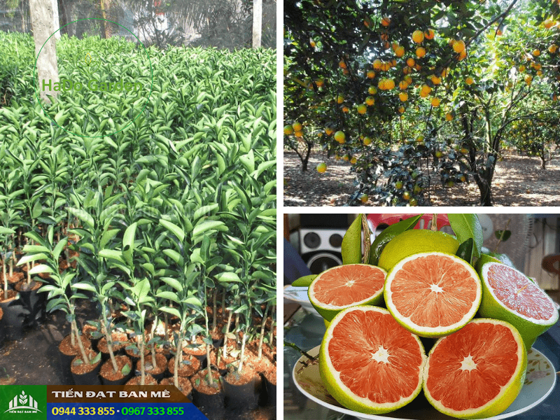 cung_cap_giong_cam_cara_ruot_do_khong_hat Cung cấp giống cam cara ruột đỏ không hạt