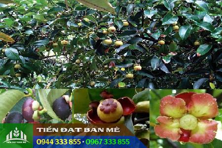 dac_diem_cay_mang_cut Đặc điểm cây măng cụt