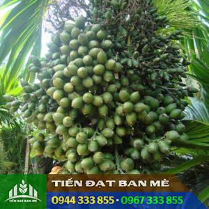 Đặc điểm của giống cau lấy quả