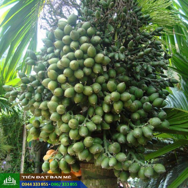 dac_diem_cua_giong_cau_lay_qua Đặc điểm của giống cau lấy quả