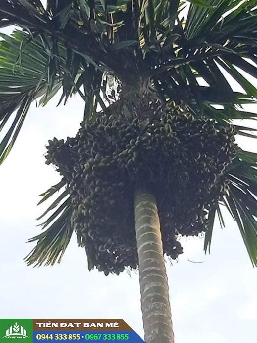 giong_cay_cau_de_trong_de_cham_soc Giống cau ăn quả dễ trồng ít tốn công chăm sóc