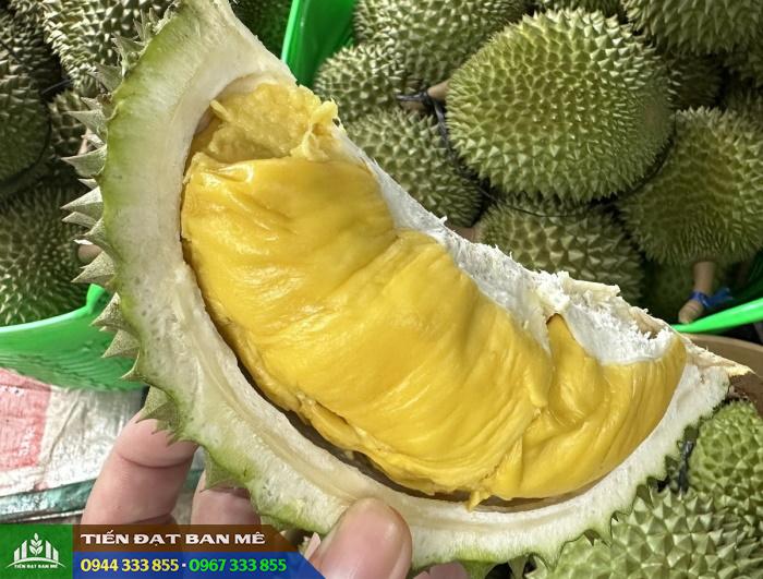 giong_sau_rieng_musang_king Giống sầu riêng Musang King