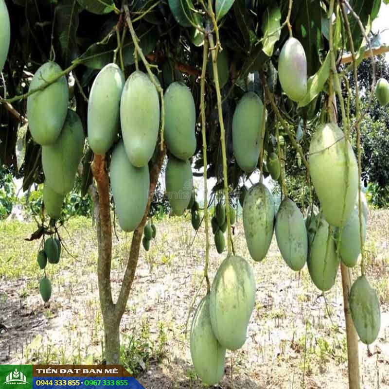 giong_xoai_dai_loan_xanh_gia_tri_kinh_te_cao Giống xoài đài loan xanh