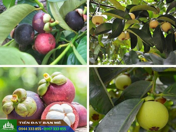 hinh_anh_giong_cay_mang_cut Hình ảnh cây măng cụt