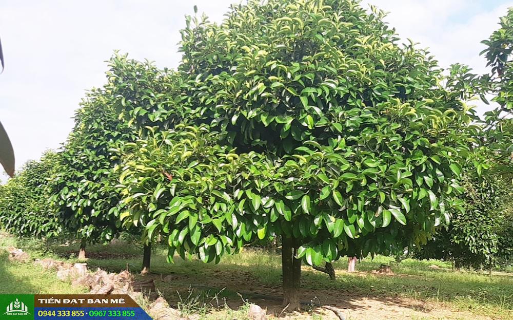 ky_thuat_trong_mang_cut Kỹ thuật trồng măng cụt