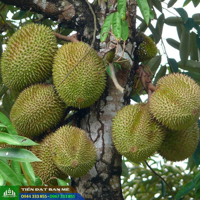 ky_thuat_trong_sau_rieng_musang_king Kỹ thuật trồng sầu riêng Musang King