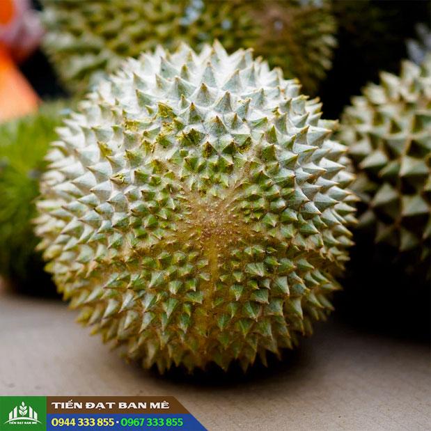 trai_sau_rieng_musang_king Trái sầu riêng Musang King