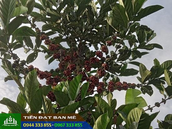 Giong_ca_phe_mit_Liberica_coffea Giống cà phê mít (cà phê Liberica)
