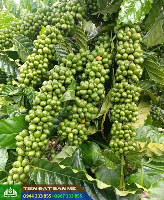 ca_phe_thien_truong_lam_dong Cà phê Thiện Trường Lâm Đồng