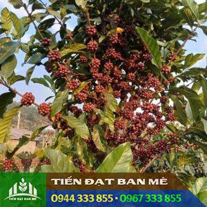 Cây cà phê mít (Liberica Coffee)