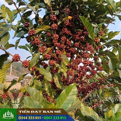 cay_ca_phe_mit_liberia_coffee Cây cà phê mít (Liberica Coffee)