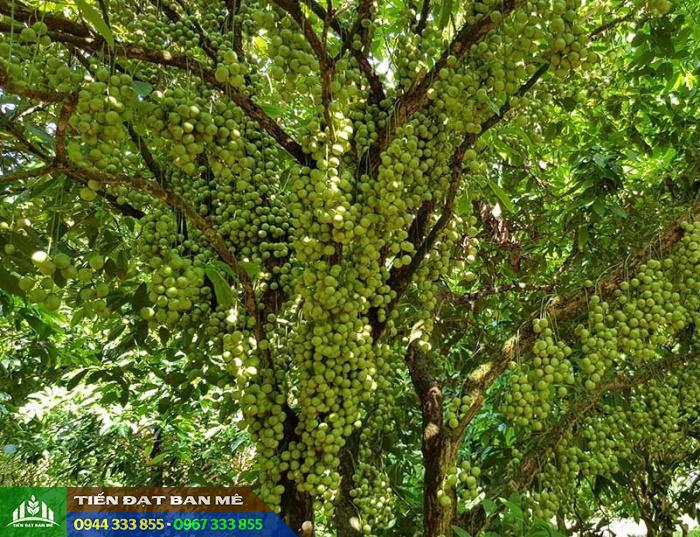 cay_dau_da_xanh_cay_dau_xanh Kỹ thuật trồng cây dâu da xanh (cây dâu xanh)