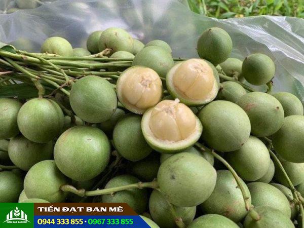 Cây dâu da xanh: Nguồn gốc và đặc điểm