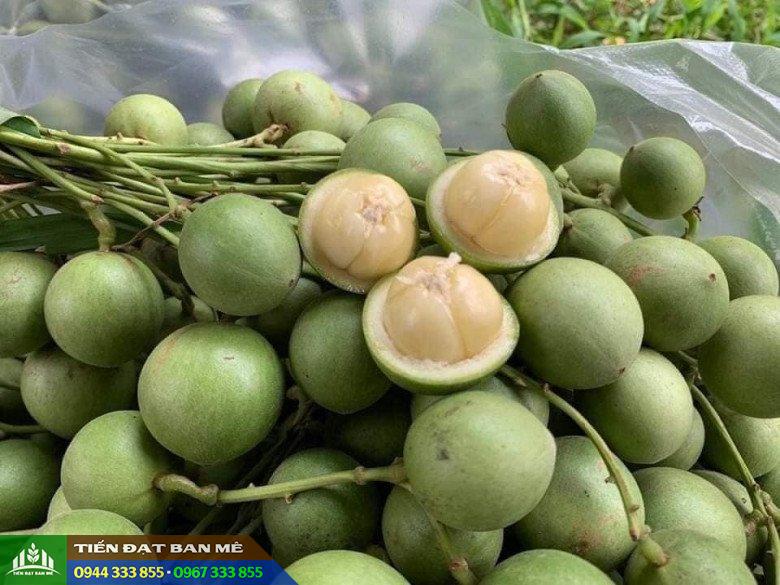 cay_dau_da_xanh_nguon_goc_dac_diem_noi_mua_giong Cây dâu da xanh: Nguồn gốc và đặc điểm