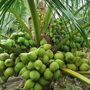 Giống dừa xiêm dứa: Hiệu quả kinh tế cao