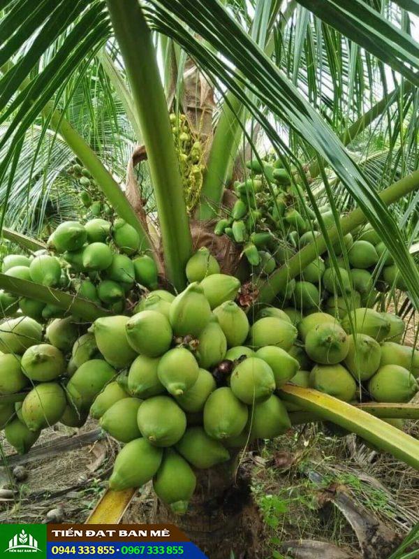 Giống dừa xiêm dứa: Hiệu quả kinh tế cao