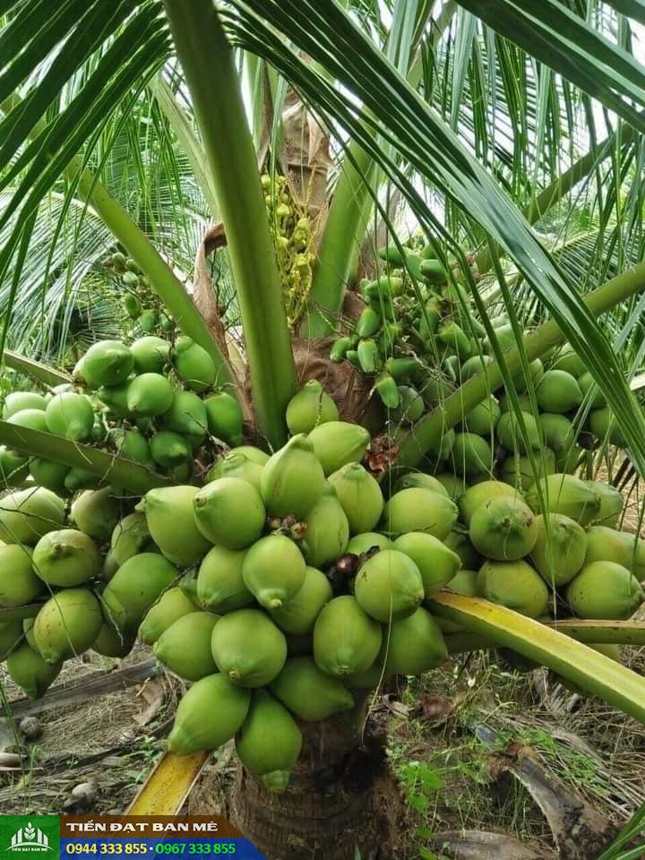 cay_dua_xiem_dua_giong_dua_hieu_qua_kinh_te_cao Giống dừa xiêm dứa: Hiệu quả kinh tế cao