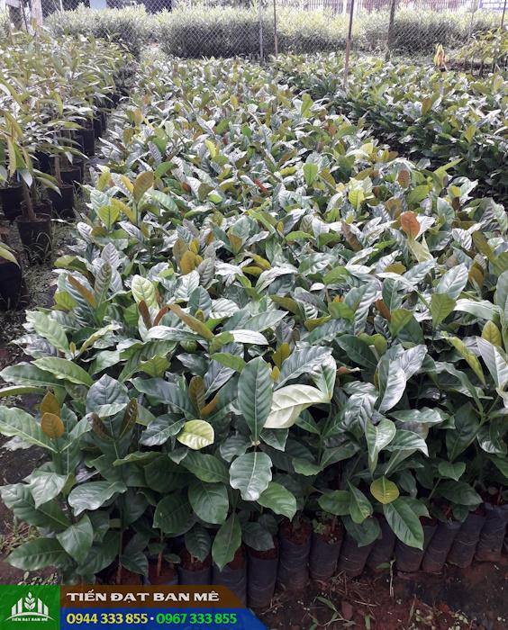 cay_giong_ca_phe_mit Cây giống cà phê mít (cà phê Liberica)