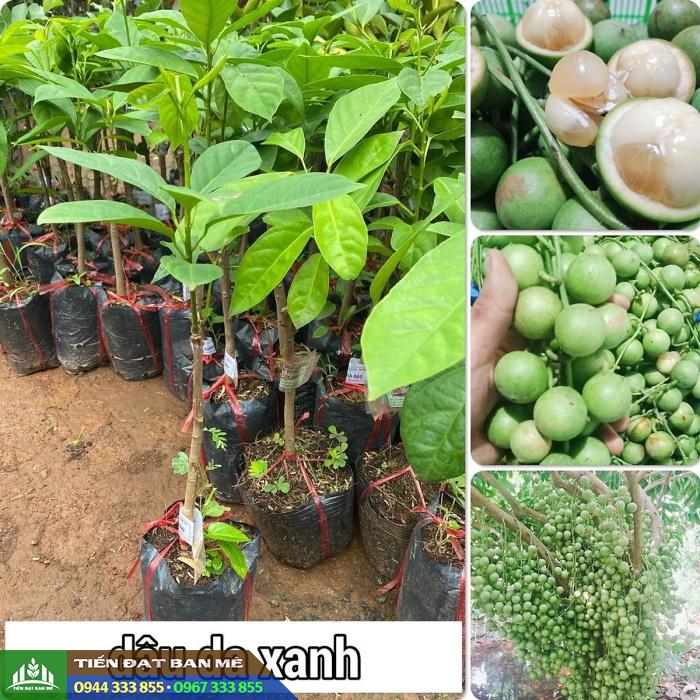 cay_giong_dau_da_xanh_cay_giong_dau_xanh Cây giống dâu da xanh thái (dâu xanh ngọt)