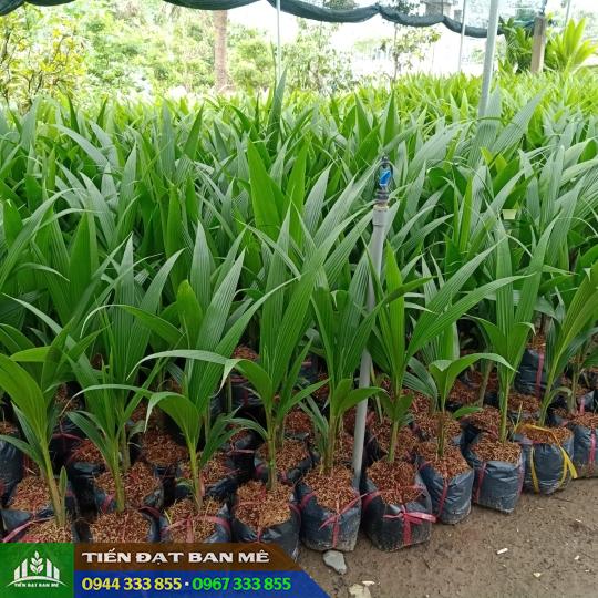 cay_giong_dua_xiem_lun_day_lua_ma_lai Cây giống dừa xiêm xanh lùn