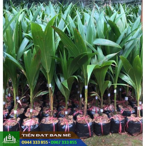 cay_giong_dua_xiem_xanh_lun_day_lua_ma_lai Địa chỉ cung cấp giống cây dừa: dừa xiêm xanh, dừa xiêm dây, dừa dứa, dừa lùn malaysia...