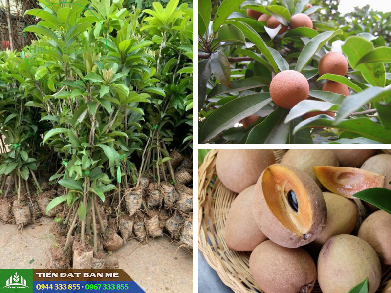 cay_giong_hong_xiem_xoai_thai_sapoche_thai Địa chỉ cung cấp giống hồng xiêm xoài thái (sapoche thái)