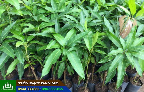 Cung cấp cây giống xoài: Xoài úc, xoài đài loan, xoài thái, xoài ngọc vân...