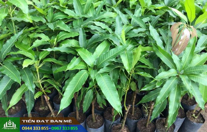 cay_giong_xoai_ghep_uc_thai_dai_loan_ngoc_van_cat_hoa_loc Cung cấp cây giống xoài: Xoài úc, xoài đài loan, xoài thái, xoài ngọc vân...