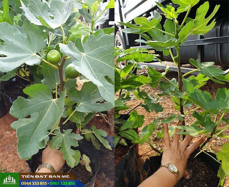 cung_cap_cay_giong_sung_my Địa chỉ cung cấp cây giống sung Mỹ (vả tây, sung ngọt)