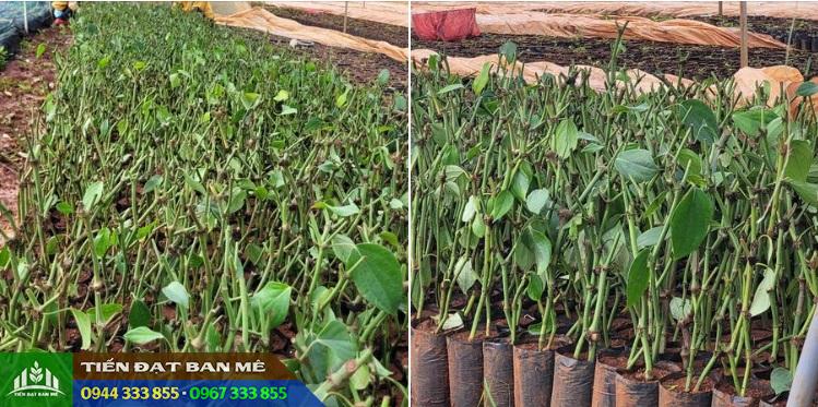 cung_cap_cay_giong_tieu_tung_linh_ac_va_luon Cung cấp cây giống tiêu Tùng Linh (tiêu ác và tiêu lươn)