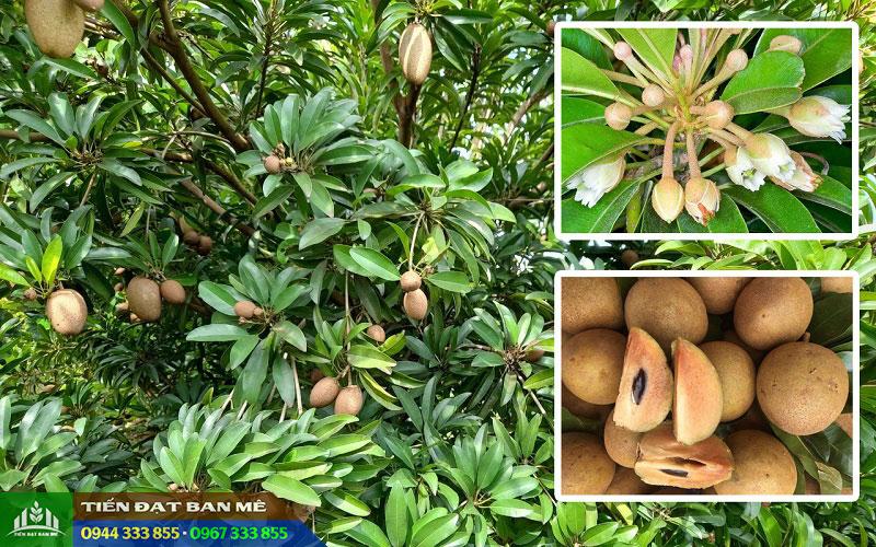 dac_diem_cay_hong_xiem_xoai_thai Đặc điểm và kỹ thuật trồng hồng xiêm xoài Thái